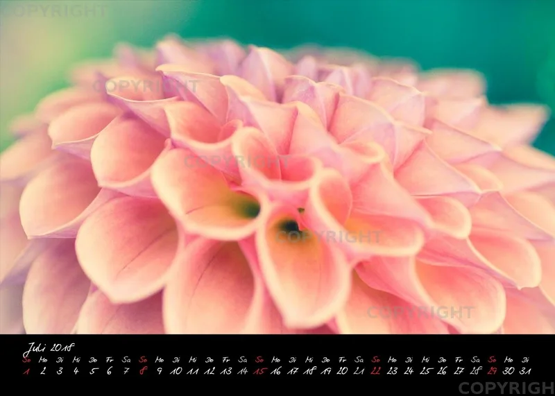 (30) Tischkalender A5 quer - Dahlien 2018