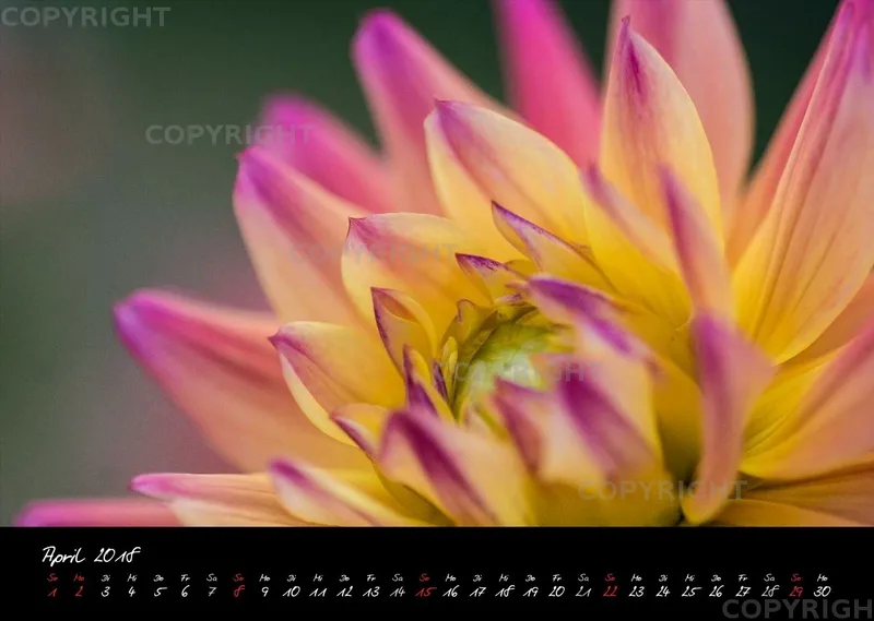 (25) Bildkalender A3 quer - Dahlien 2018
