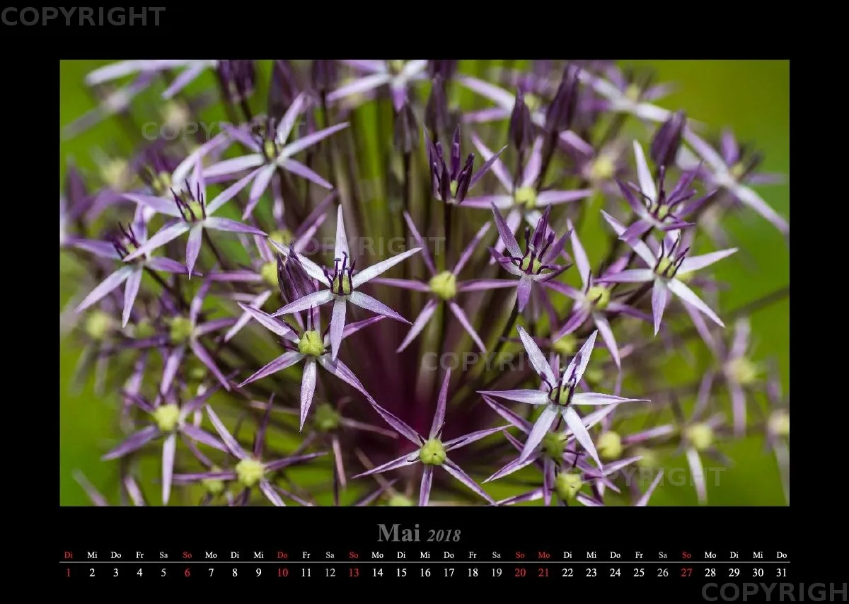 (22) Bildkalender A3 quer - Blumige Zeiten 2018