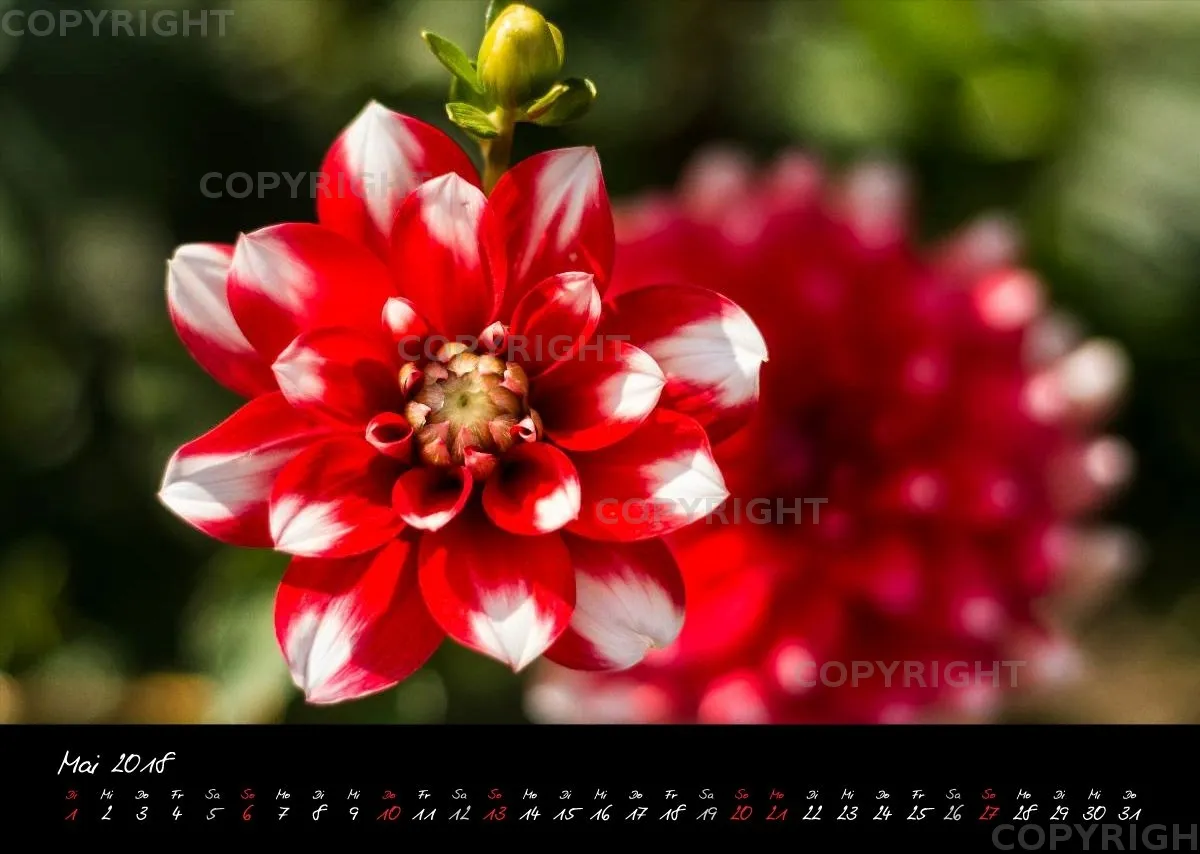 (25) Bildkalender A3 quer - Dahlien 2018