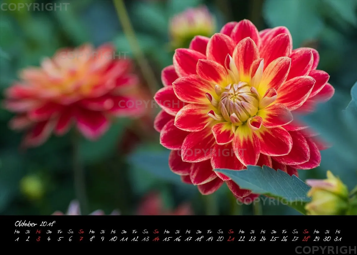(39) Tischkalender A5 quer - Dahlienzauber 2018