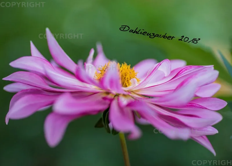 (39) Tischkalender A5 quer - Dahlienzauber 2018