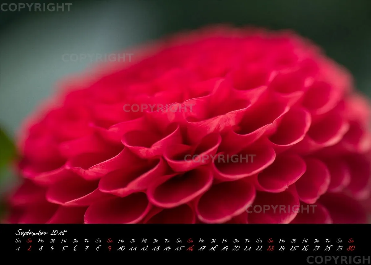 (39) Tischkalender A5 quer - Dahlienzauber 2018