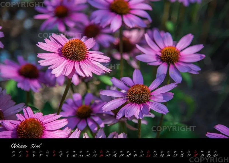 (38) Bildkalender A3 quer - Pink Flowers 2018