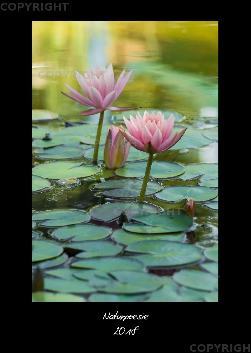 (35) Bildkalender A3 hoch - Naturpoesie 2018
