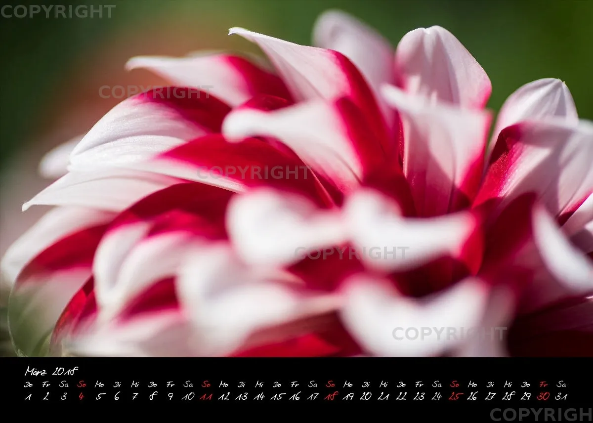 (39) Tischkalender A5 quer - Dahlienzauber 2018