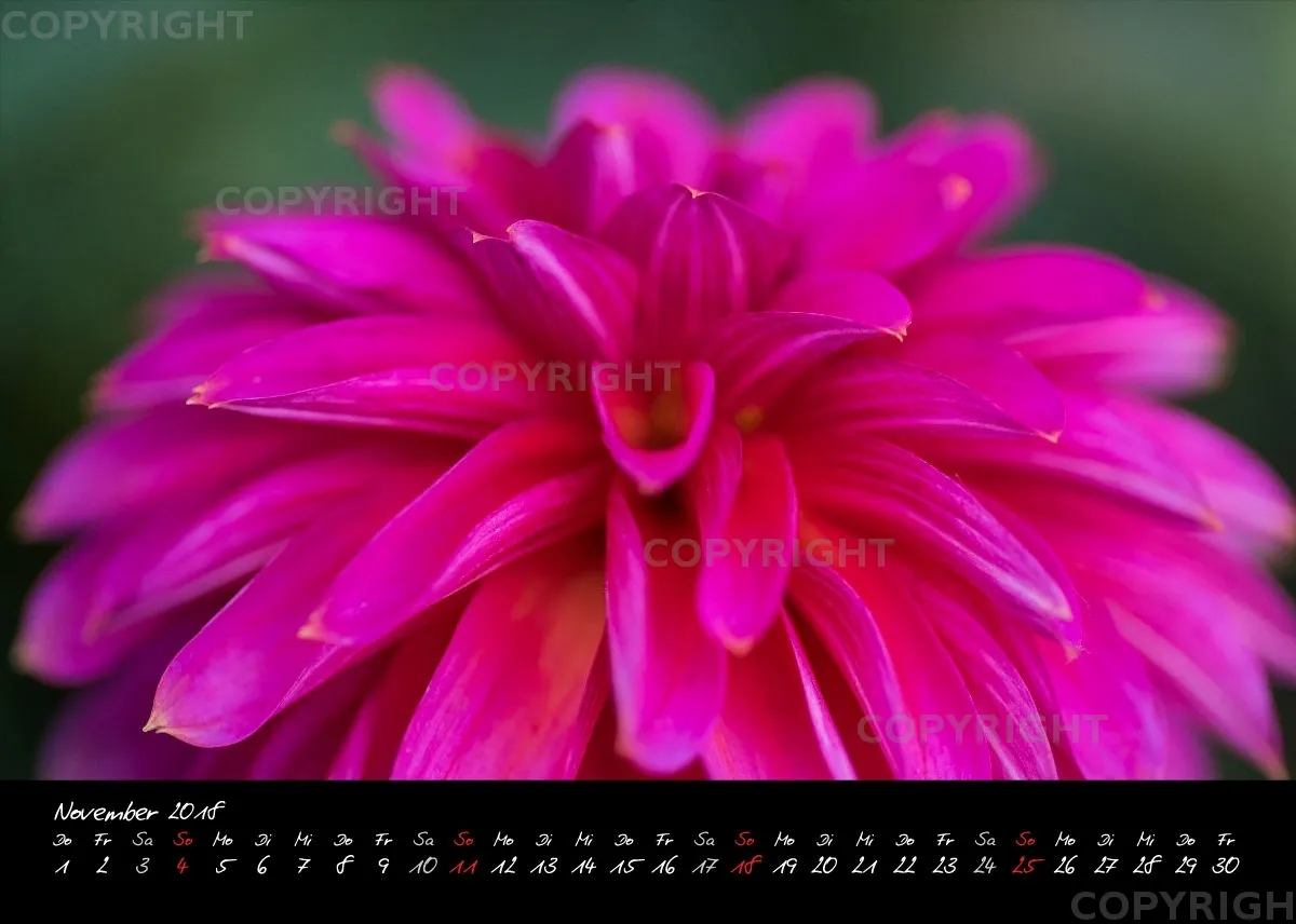 (39) Tischkalender A5 quer - Dahlienzauber 2018