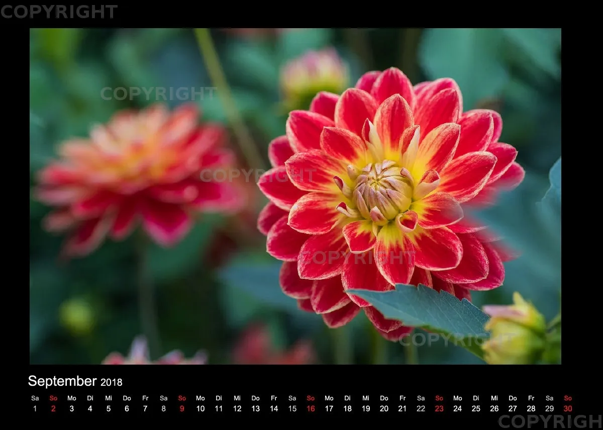 (46) Bildkalender A4 quer - Gartenschau 2018