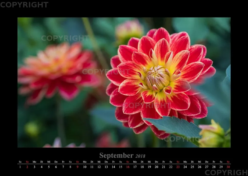 (45) Bildkalender A3 quer - Gartenschau 2018