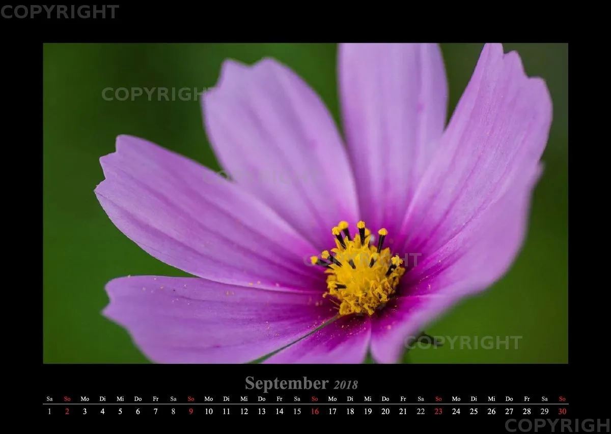 (22) Bildkalender A3 quer - Blumige Zeiten 2018