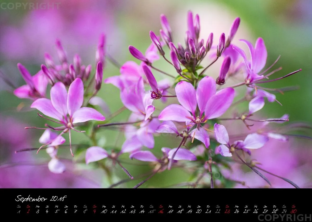 (38) Bildkalender A3 quer - Pink Flowers 2018