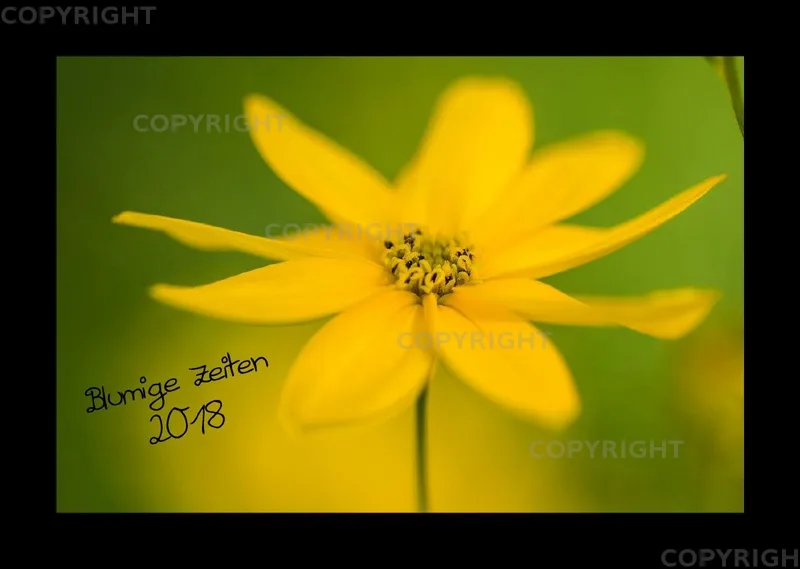 (22) Bildkalender A3 quer - Blumige Zeiten 2018