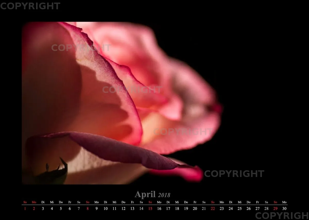 (22) Bildkalender A3 quer - Blumige Zeiten 2018