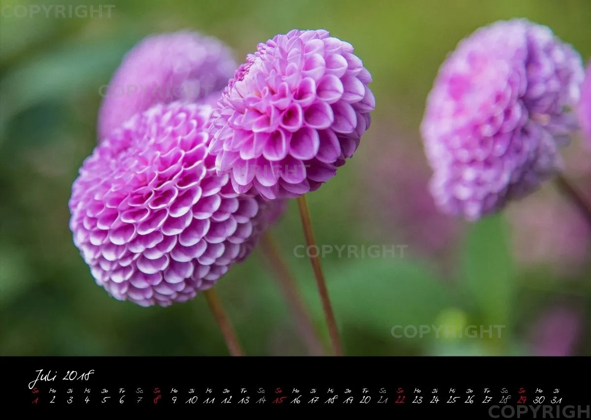 (38) Bildkalender A3 quer - Pink Flowers 2018