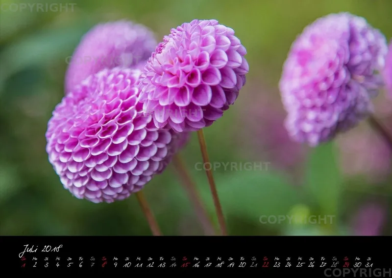(38) Bildkalender A3 quer - Pink Flowers 2018