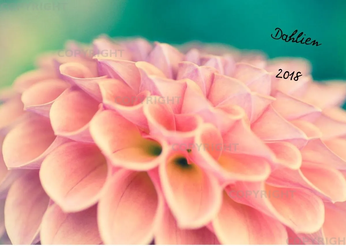(25) Bildkalender A3 quer - Dahlien 2018