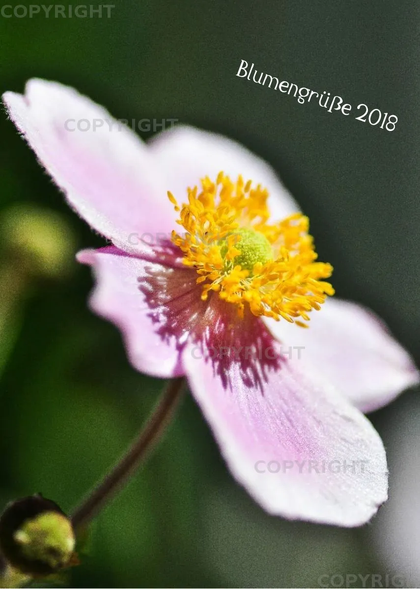 (9) Bildkalender A4 hoch - Blumengrüße 2018