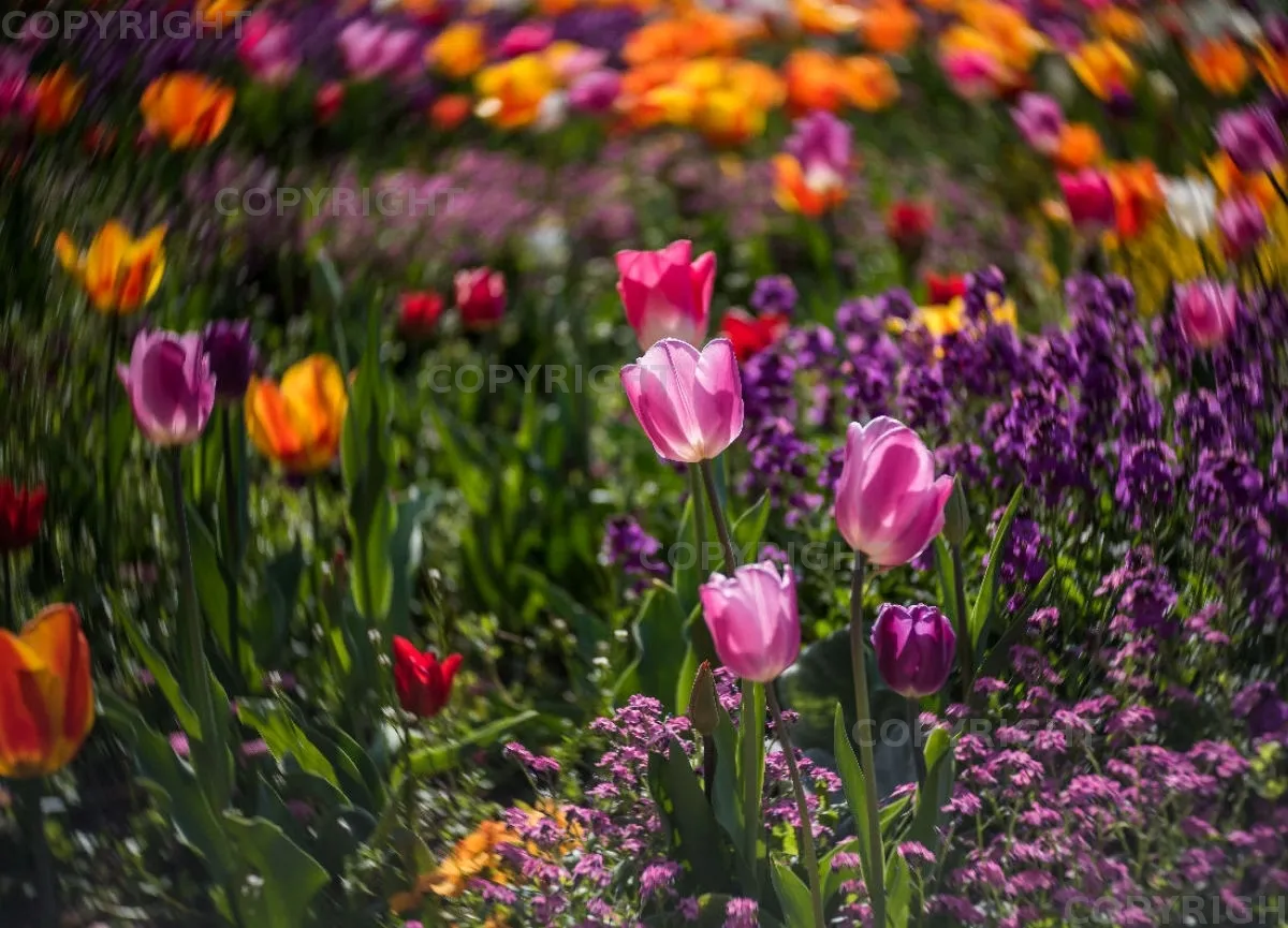 Grußkarten A6 quer - Tulpenmeer