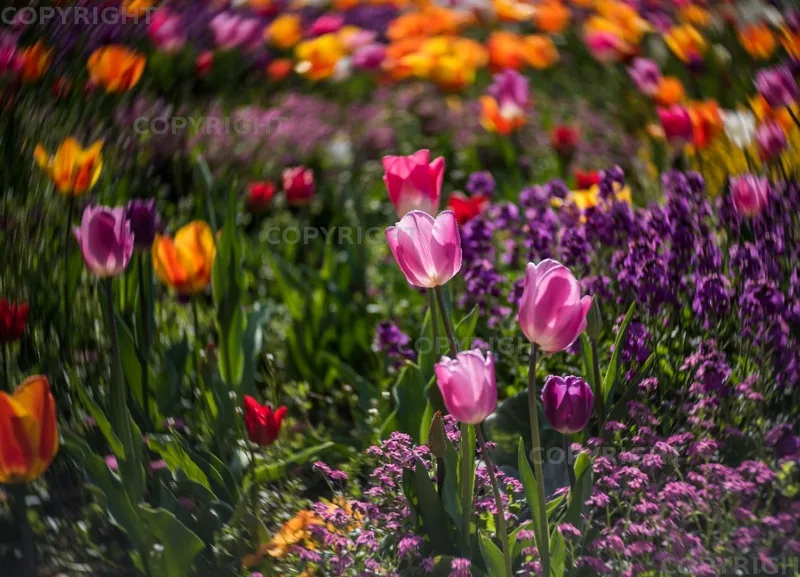 Grußkarten A6 quer - Tulpenmeer
