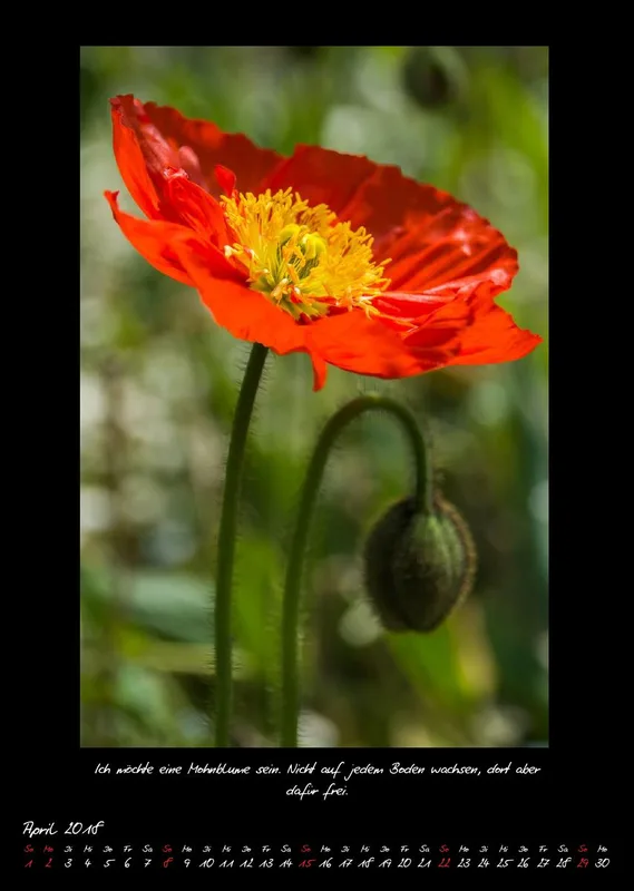 (27) Bildkalender A3 hoch - Natur im Detail 2018