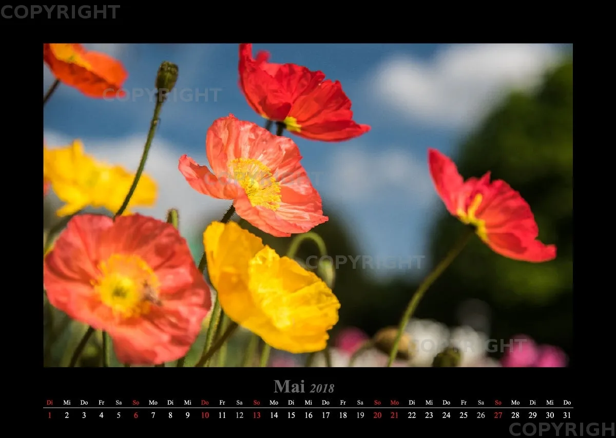 (46) Bildkalender A3 quer - Luisenpark Mannheim 2018
