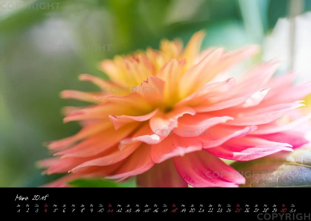 (37) Bildkalender A3 quer - Dahlien 2018