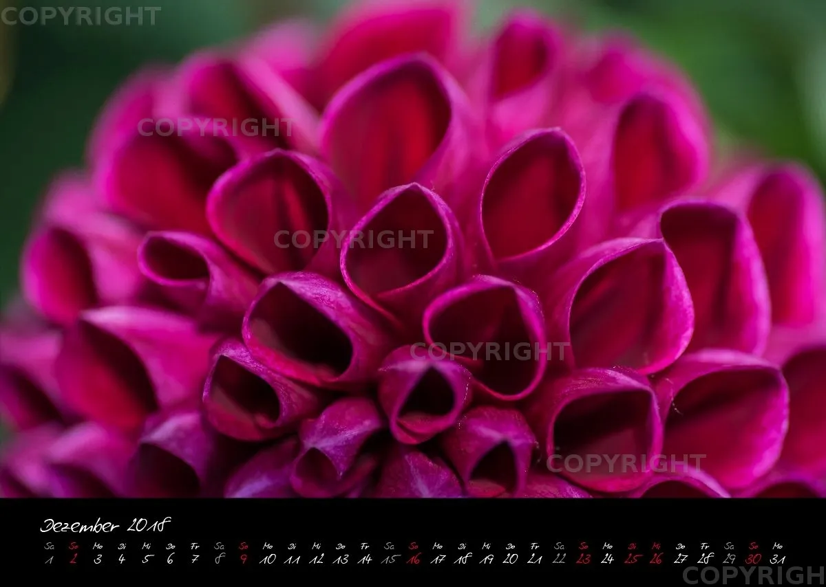 (38) Bildkalender A3 quer - Pink Flowers 2018