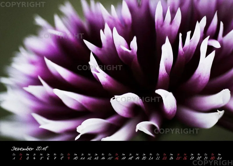 (25) Bildkalender A3 quer - Dahlien 2018