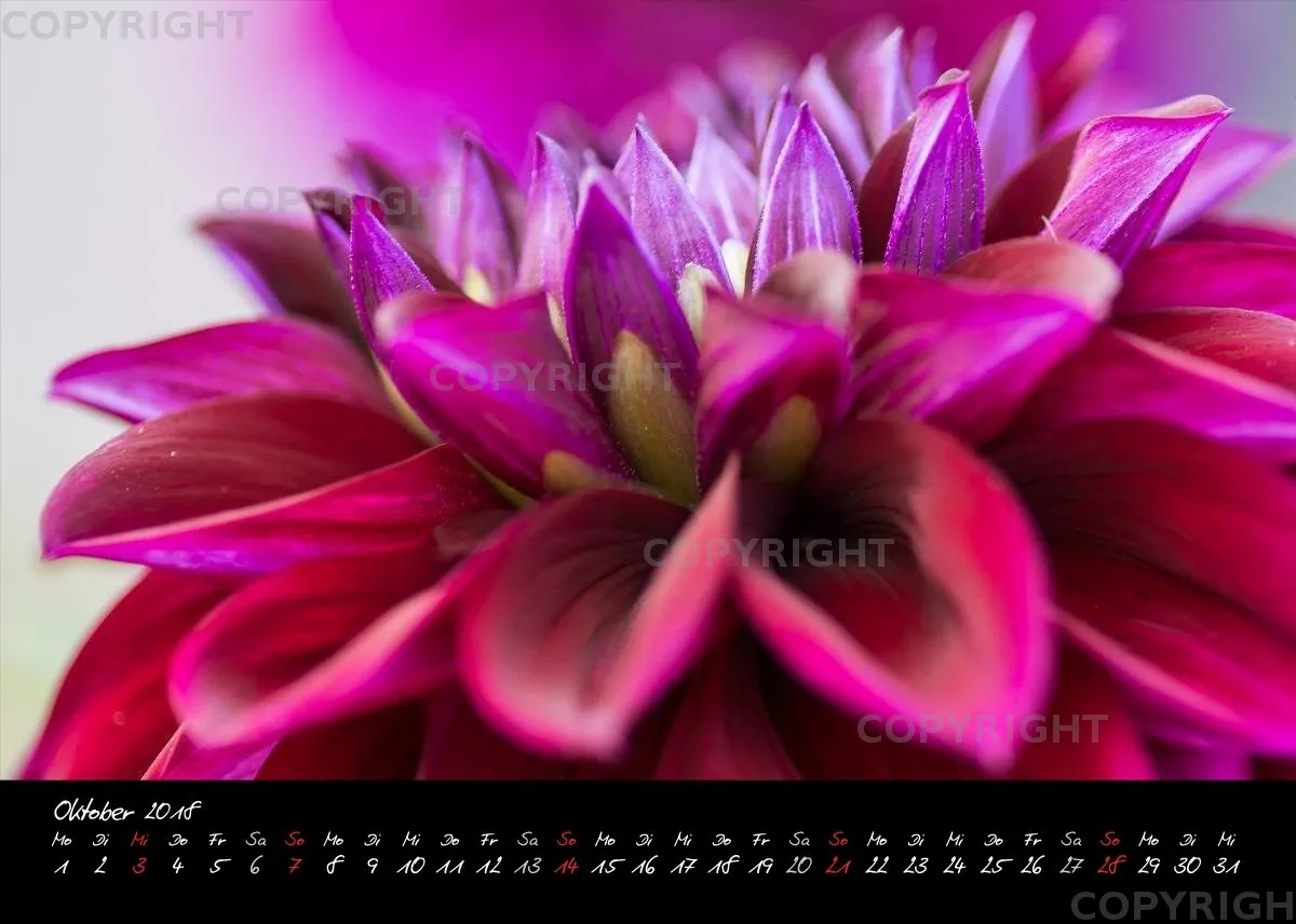 (30) Tischkalender A5 quer - Dahlien 2018