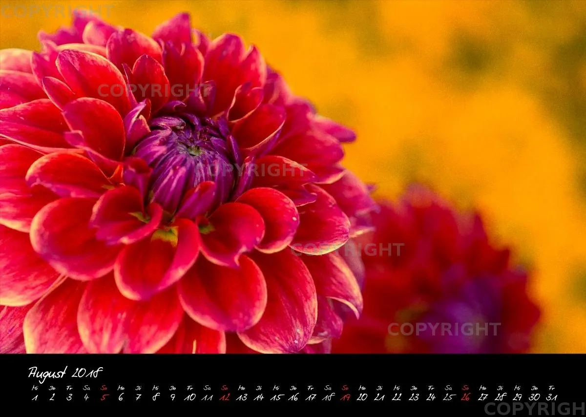 (25) Bildkalender A3 quer - Dahlien 2018