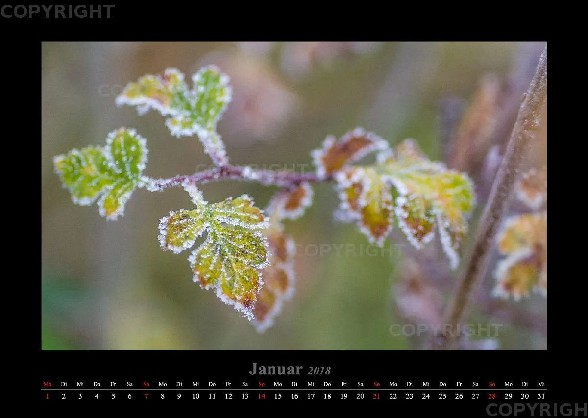 (46) Bildkalender A3 quer - Luisenpark Mannheim 2018