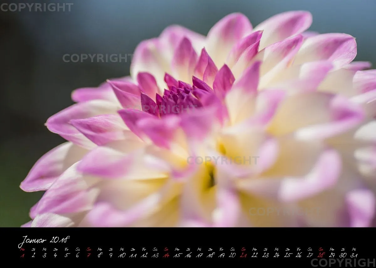(37) Bildkalender A3 quer - Dahlien 2018