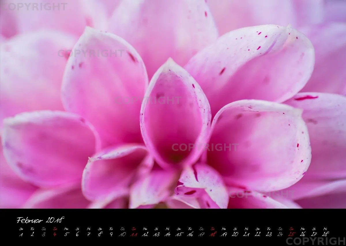 (38) Bildkalender A3 quer - Pink Flowers 2018