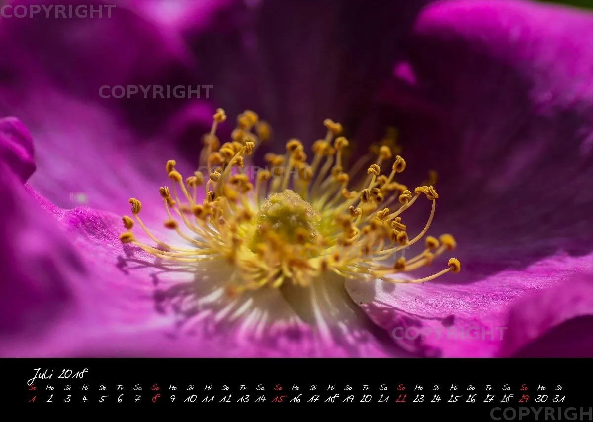 (7) Bildkalender A4 quer - Momente 2018