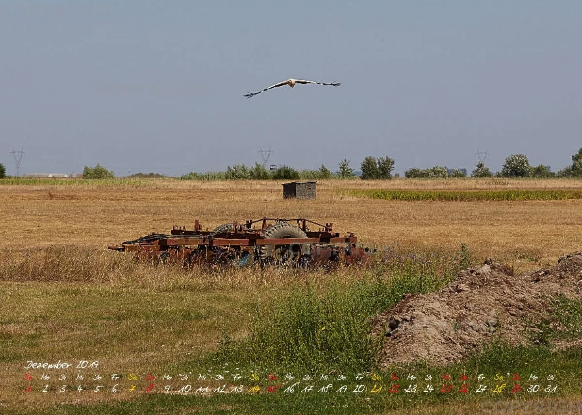 Vögel der Puszta