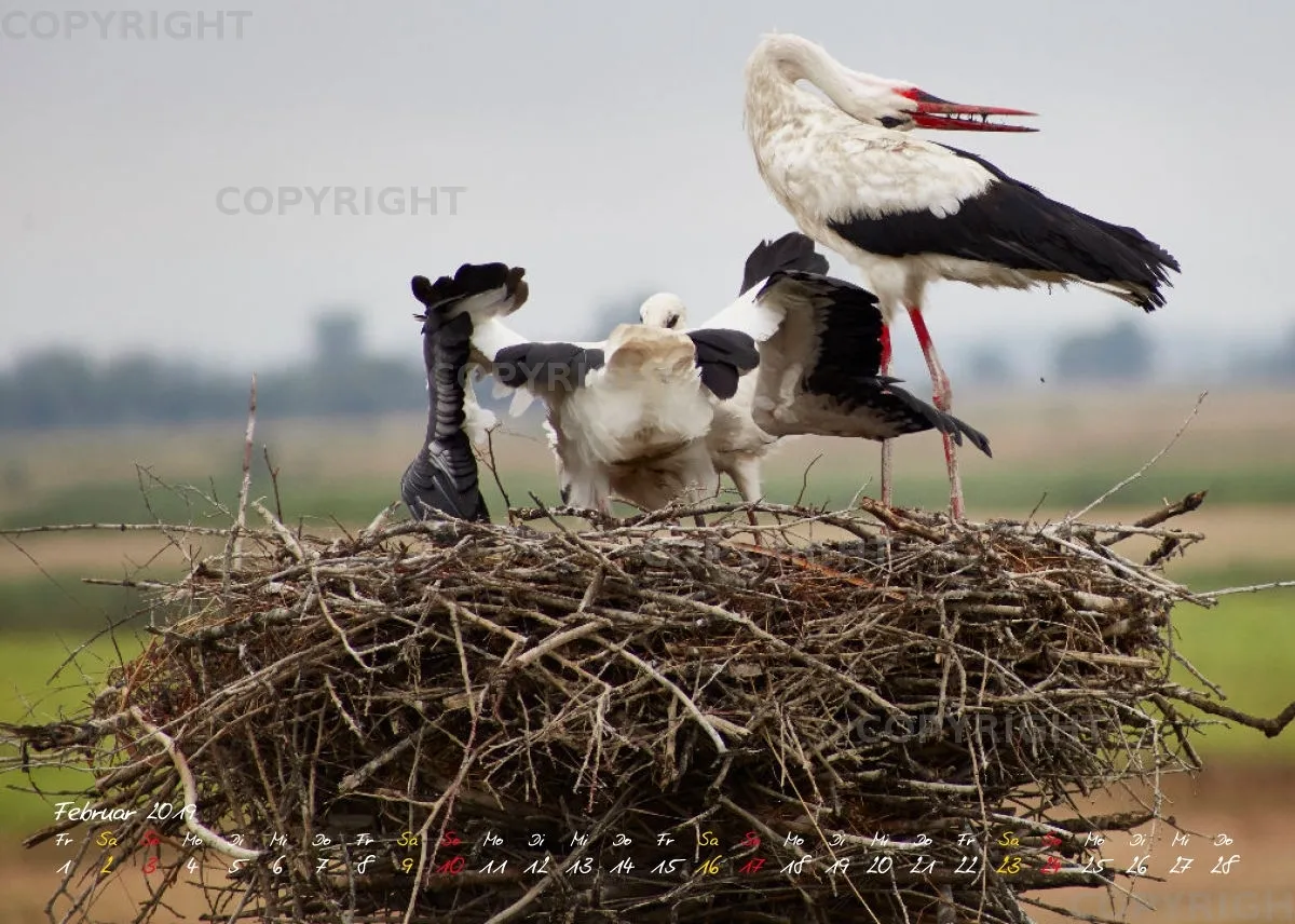 Vögel der Puszta