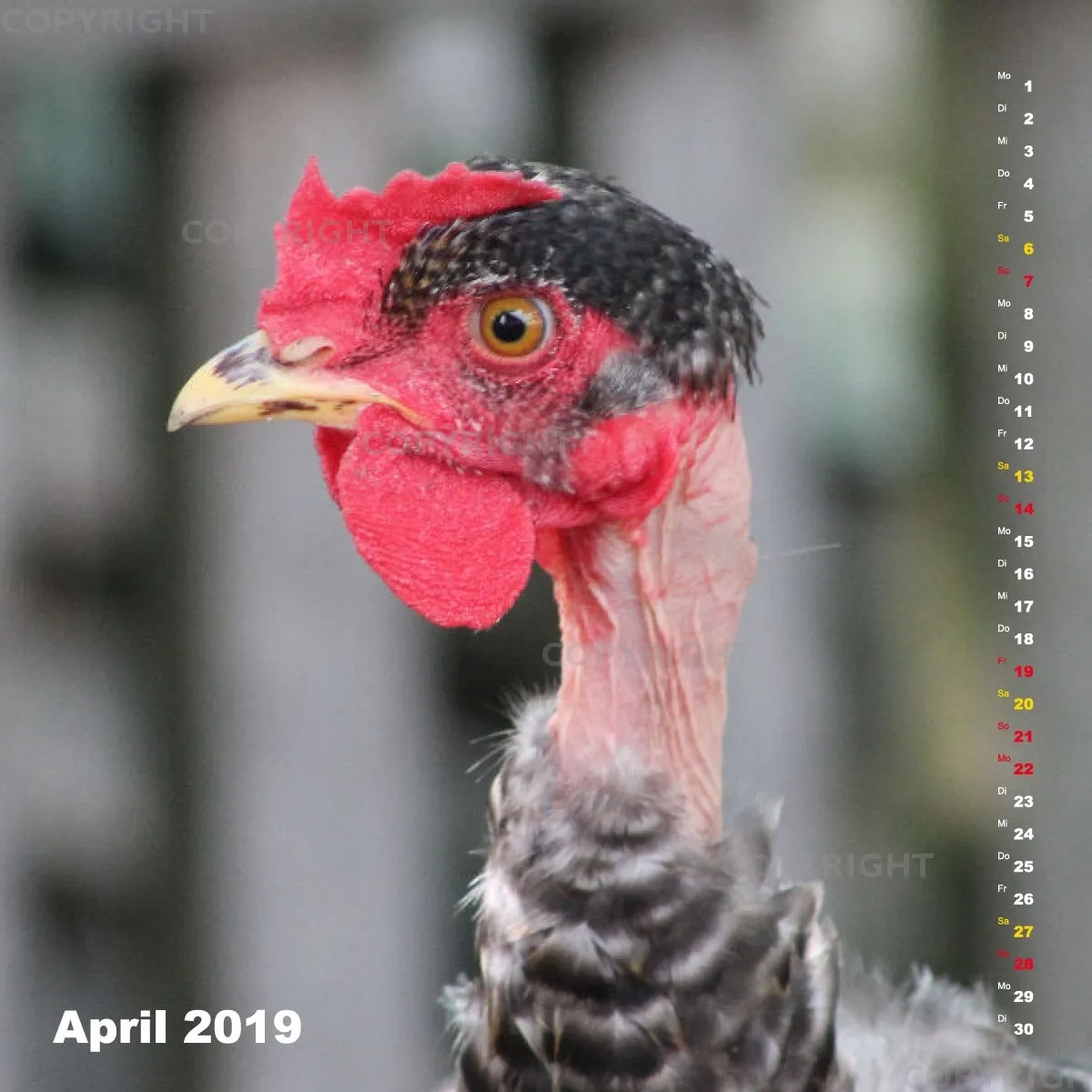 Fotokalender / Nr. 24