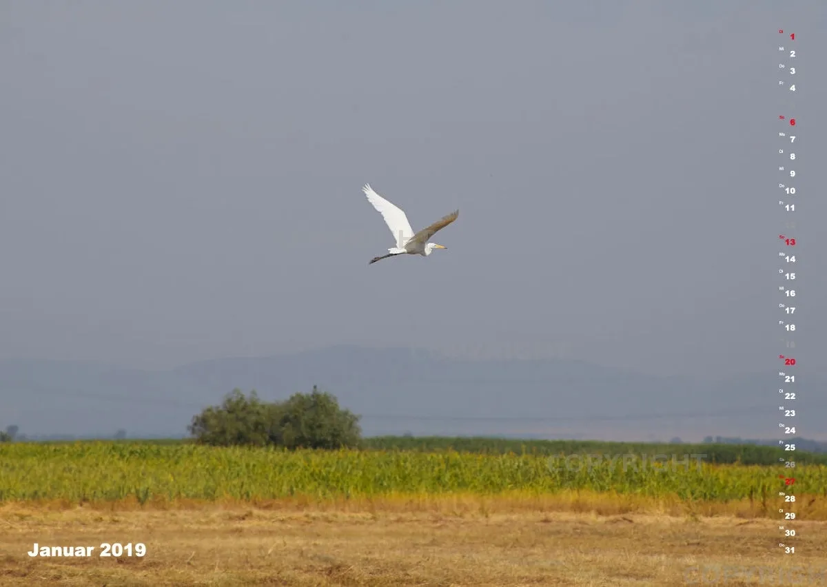 Vögel der Puszta