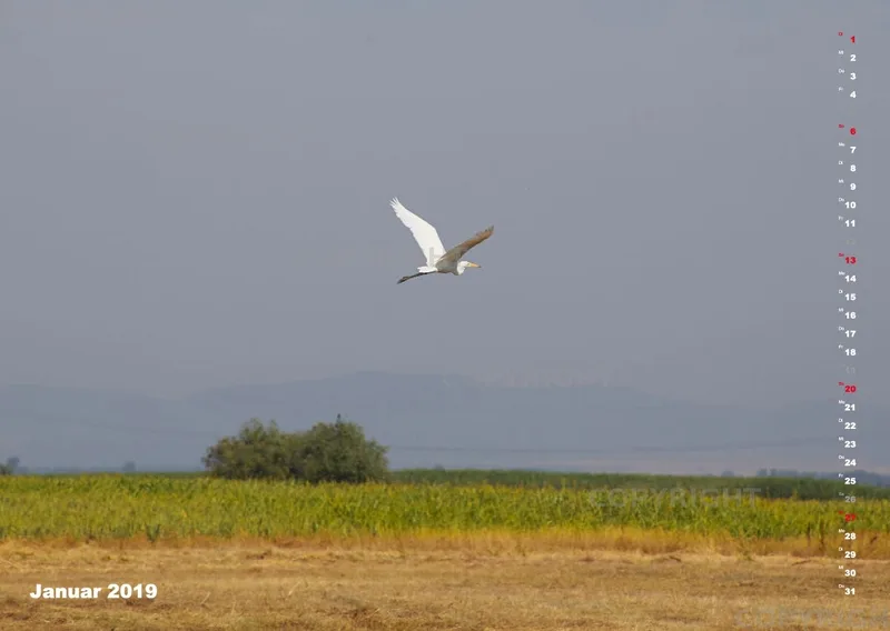 Vögel der Puszta