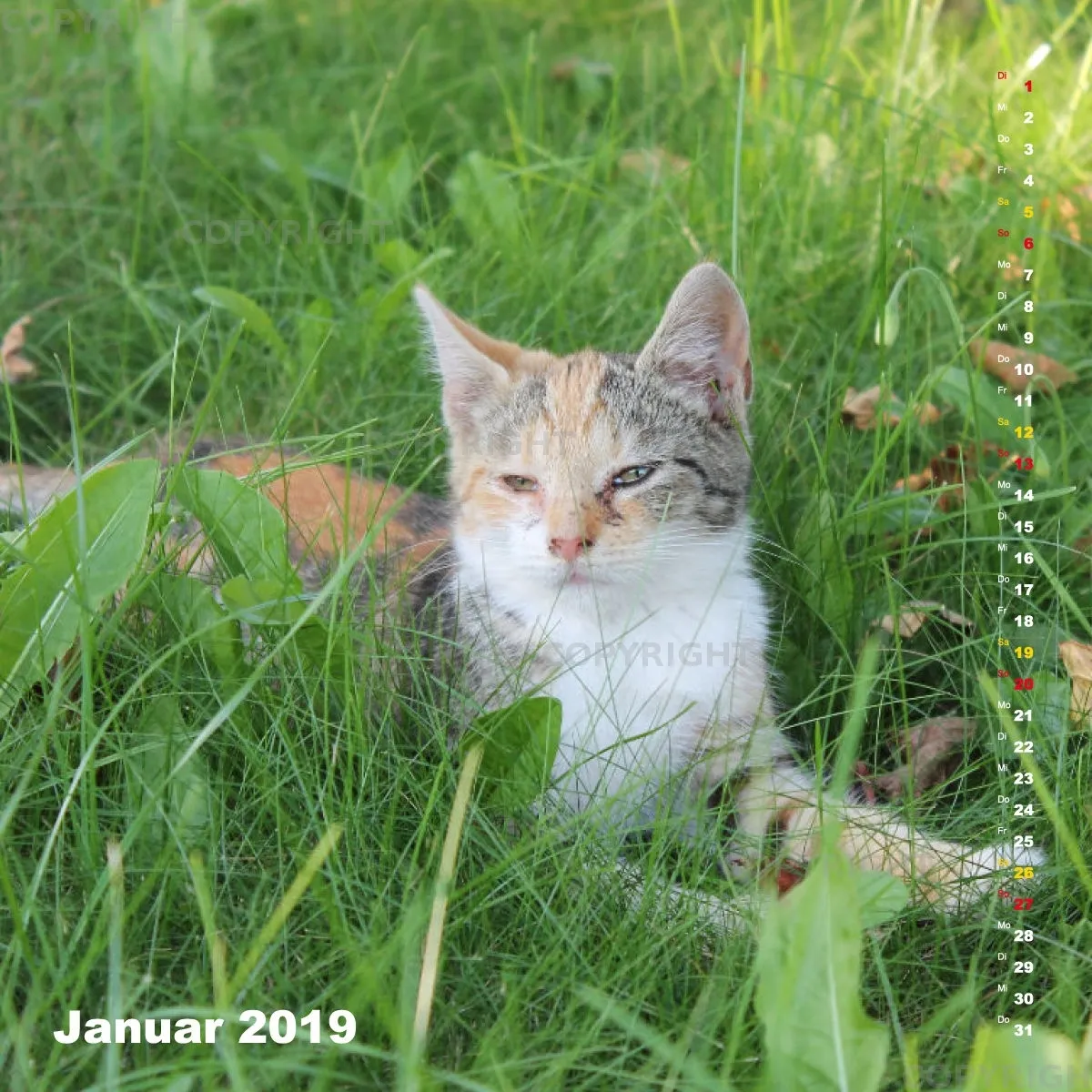 Fotokalender / Nr. 24