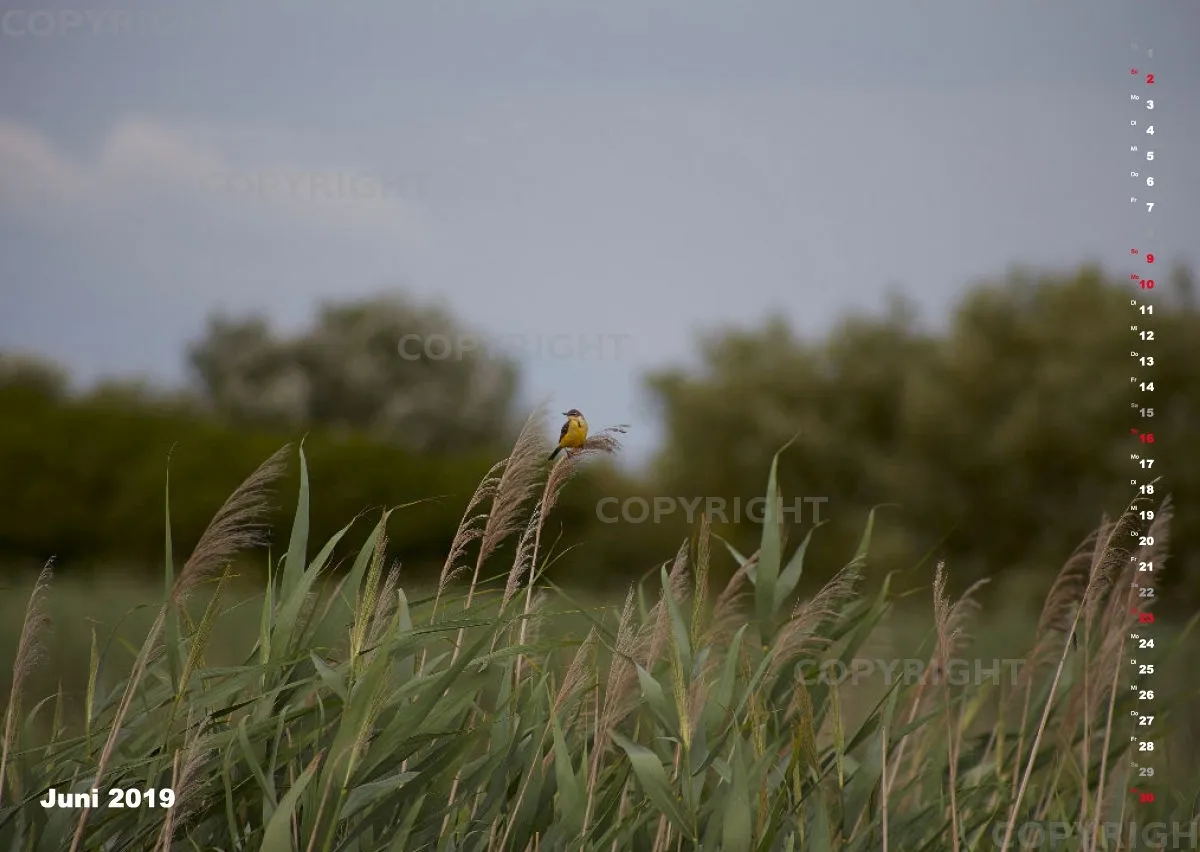 Vögel der Puszta