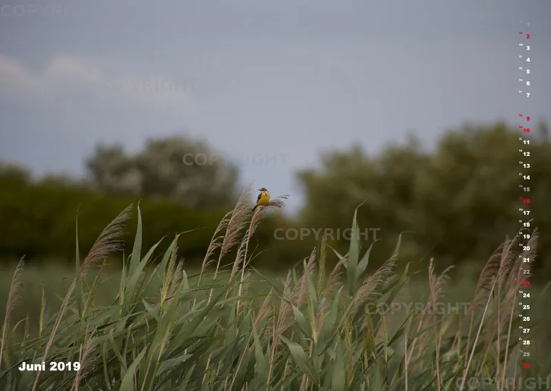 Vögel der Puszta