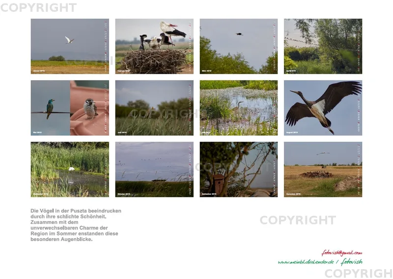 Vögel der Puszta