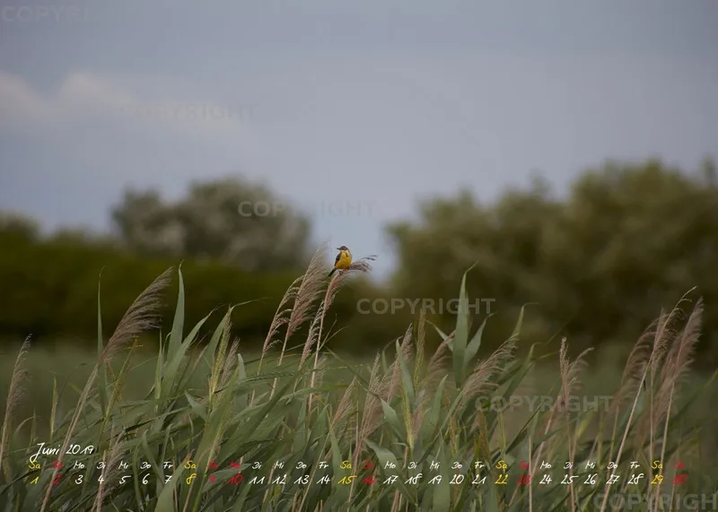 Vögel der Puszta