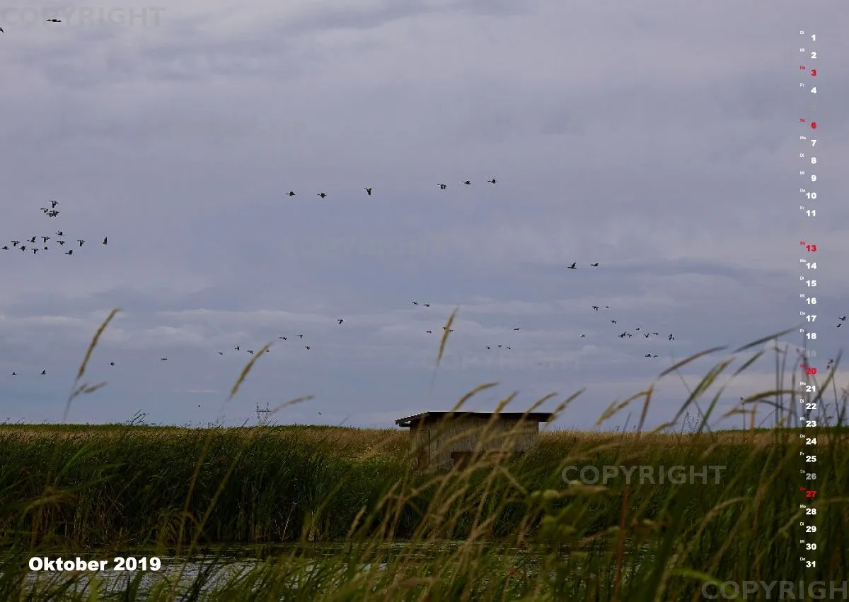 Vögel der Puszta