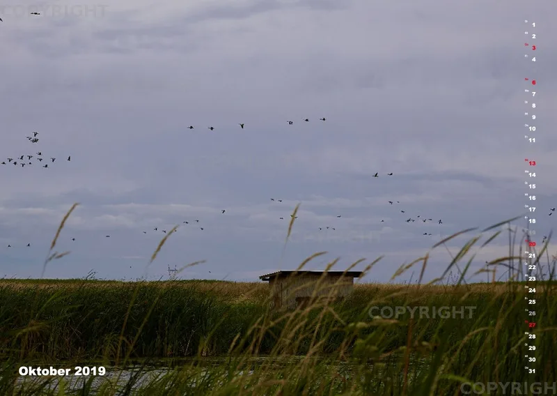 Vögel der Puszta