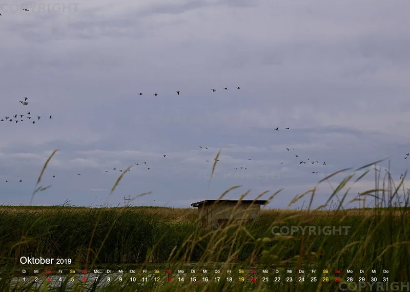Vögel der Puszta