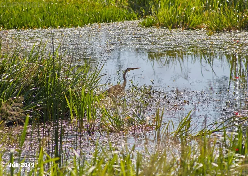 Vögel der Puszta