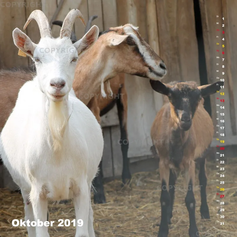 Fotokalender / Nr. 24