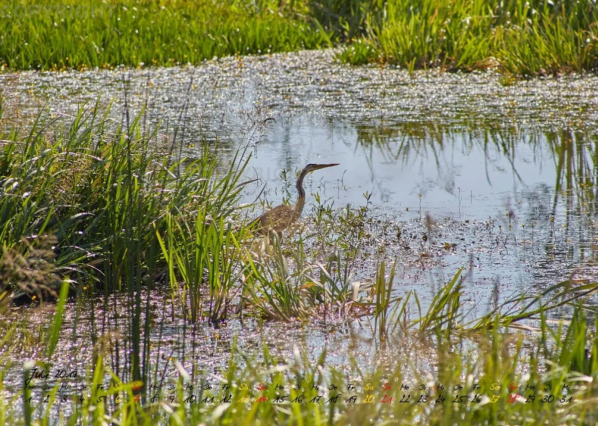Vögel der Puszta